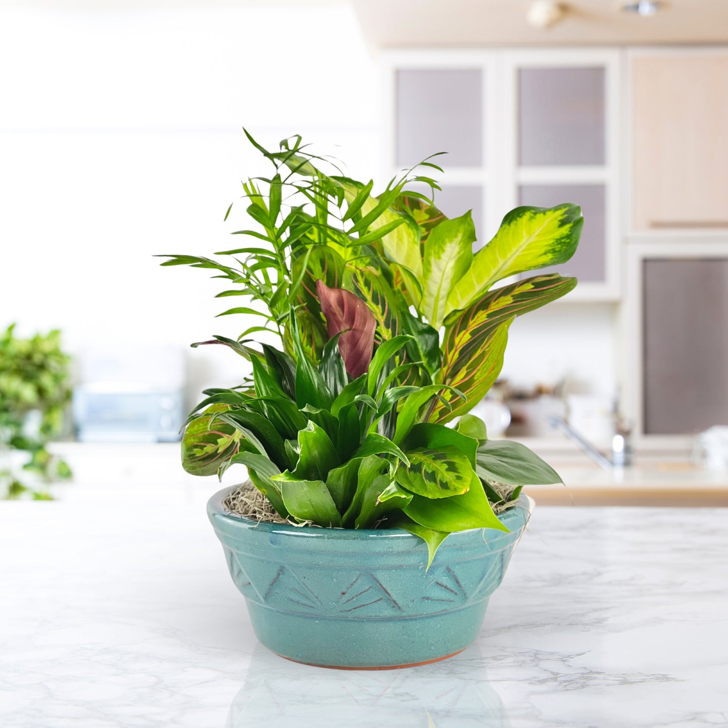 flourishing dish garden