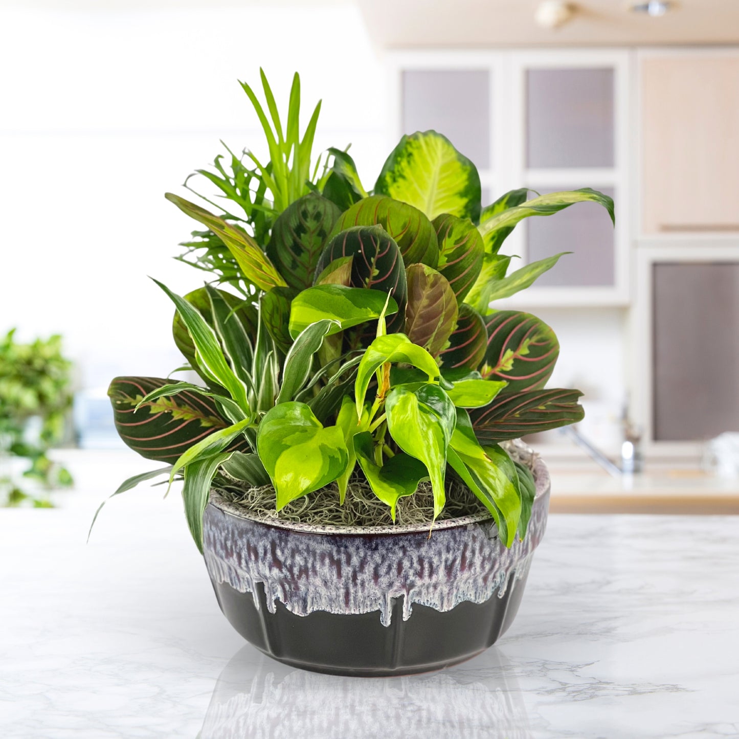 flourishing dish garden