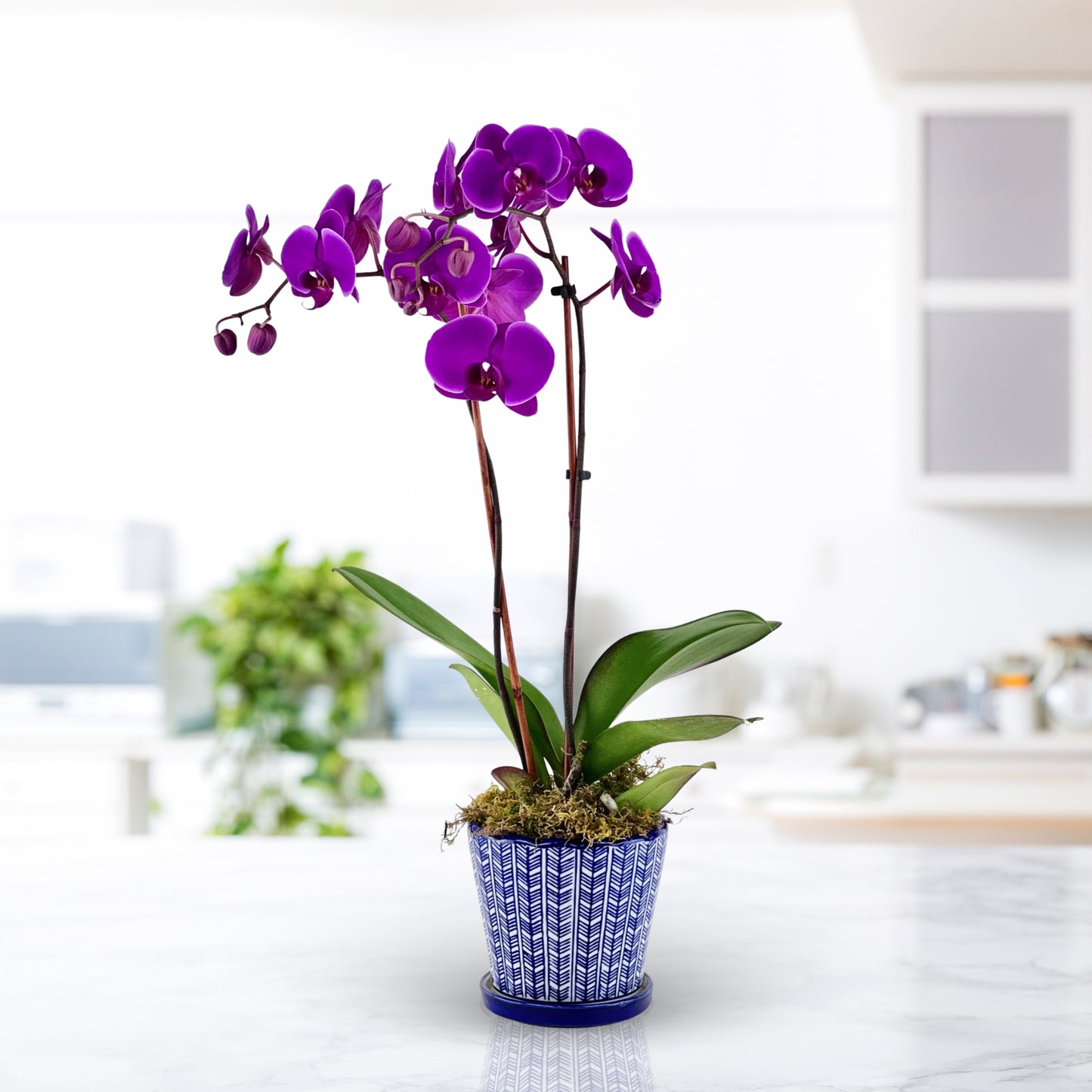bejeweled joy - phalaenopsis plant