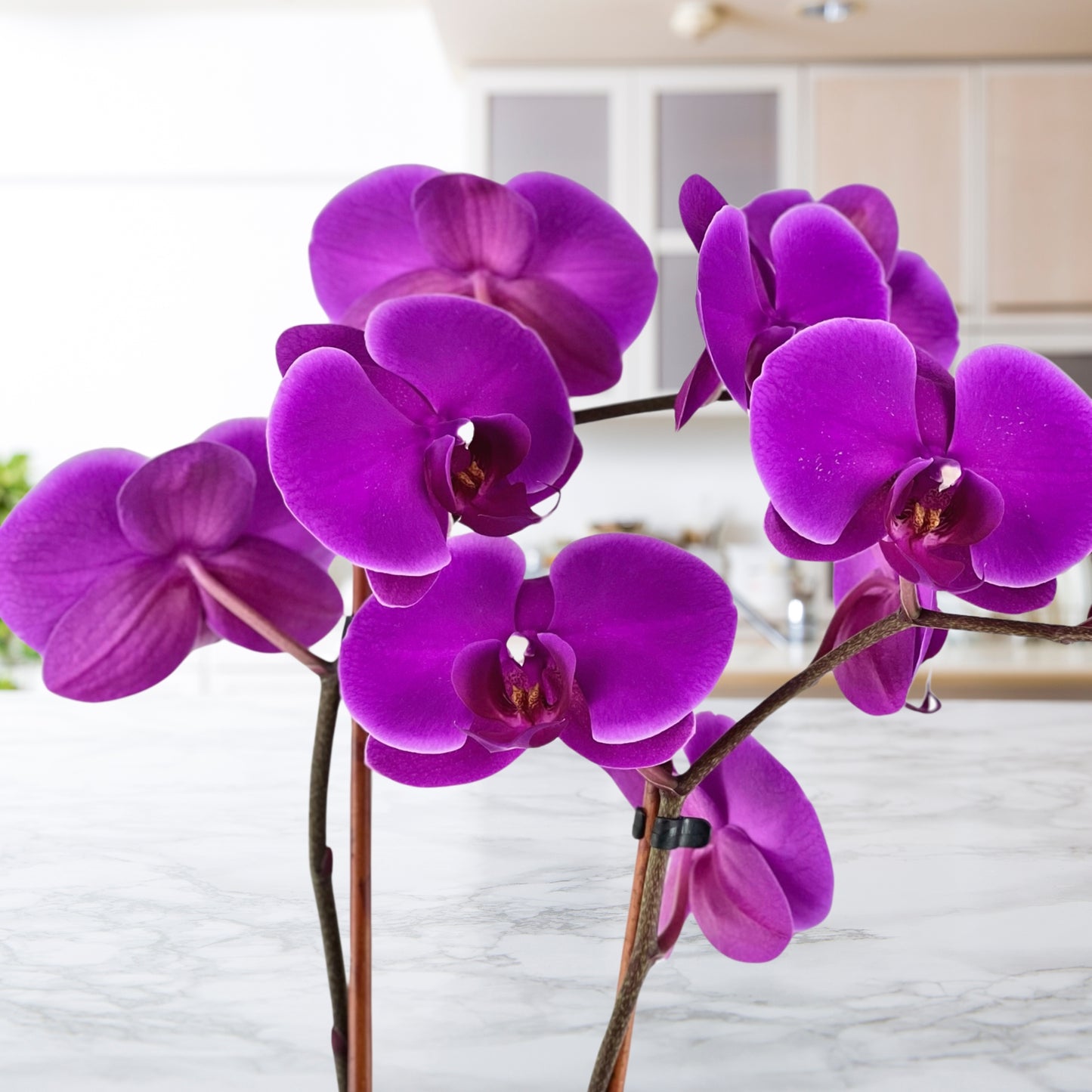 bejeweled joy - phalaenopsis plant