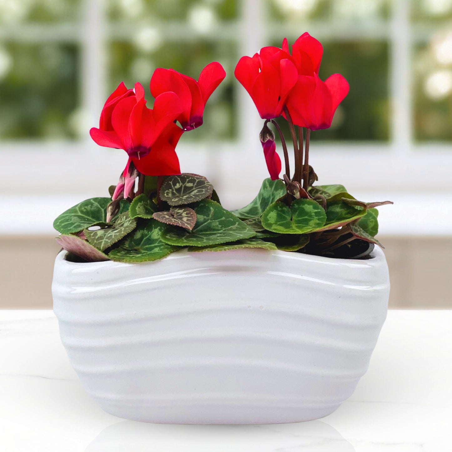 berry merry cyclamen
