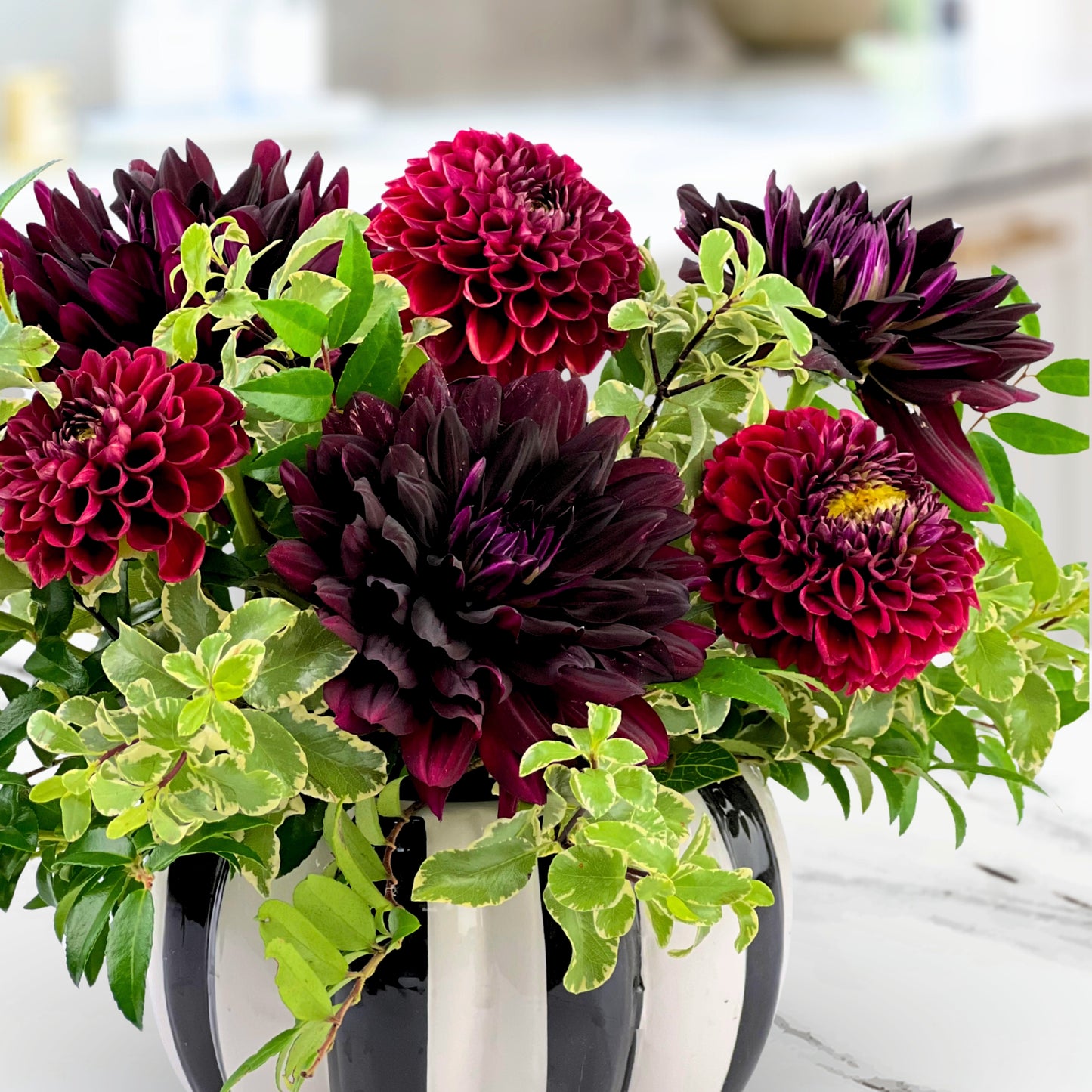 black magic dahlias