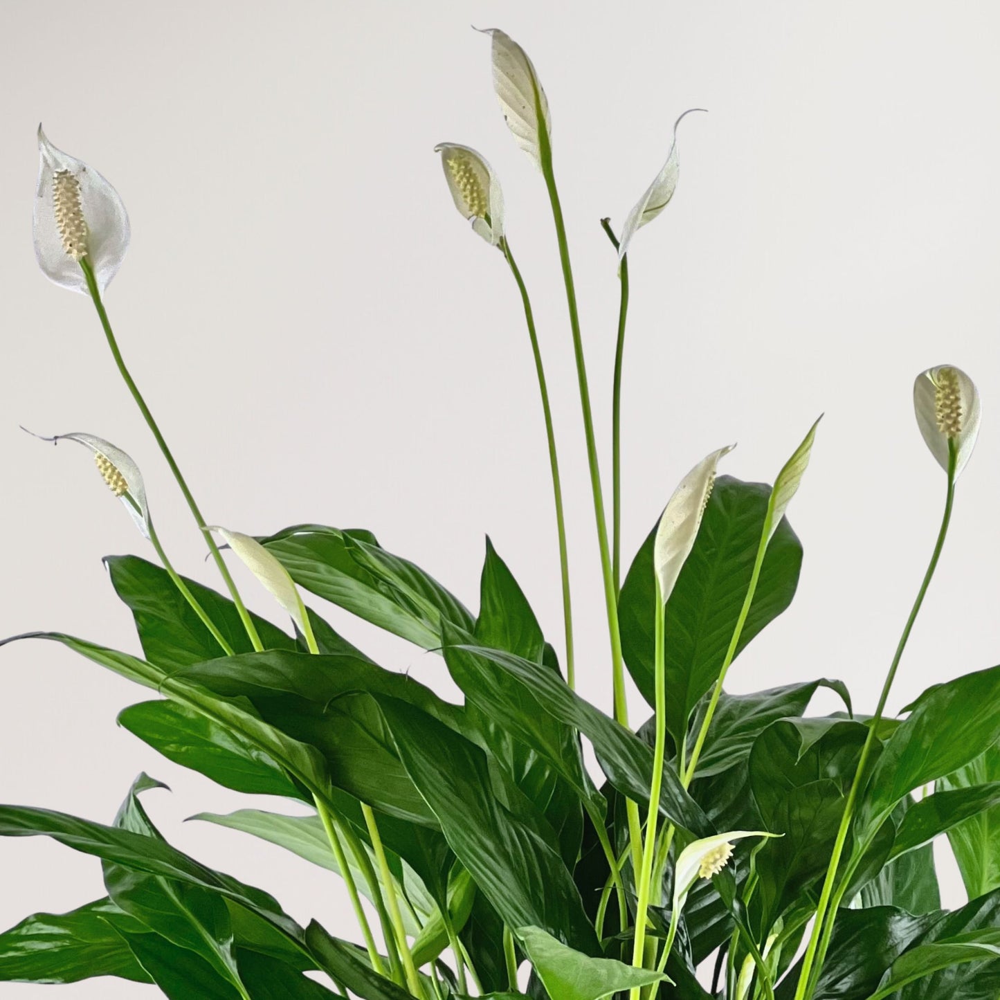 boho chic peace lily