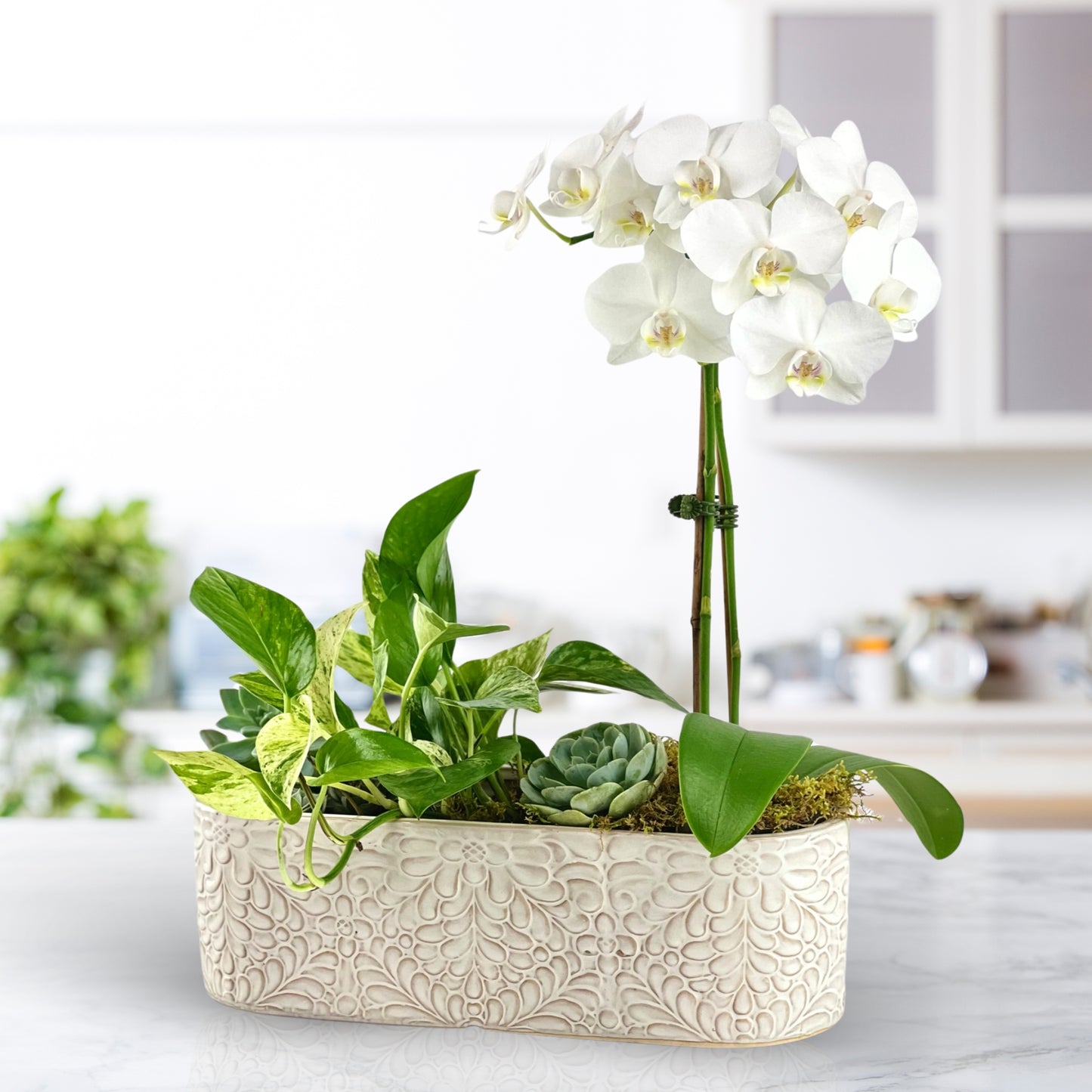 botanical enchantment - luxury dish garden