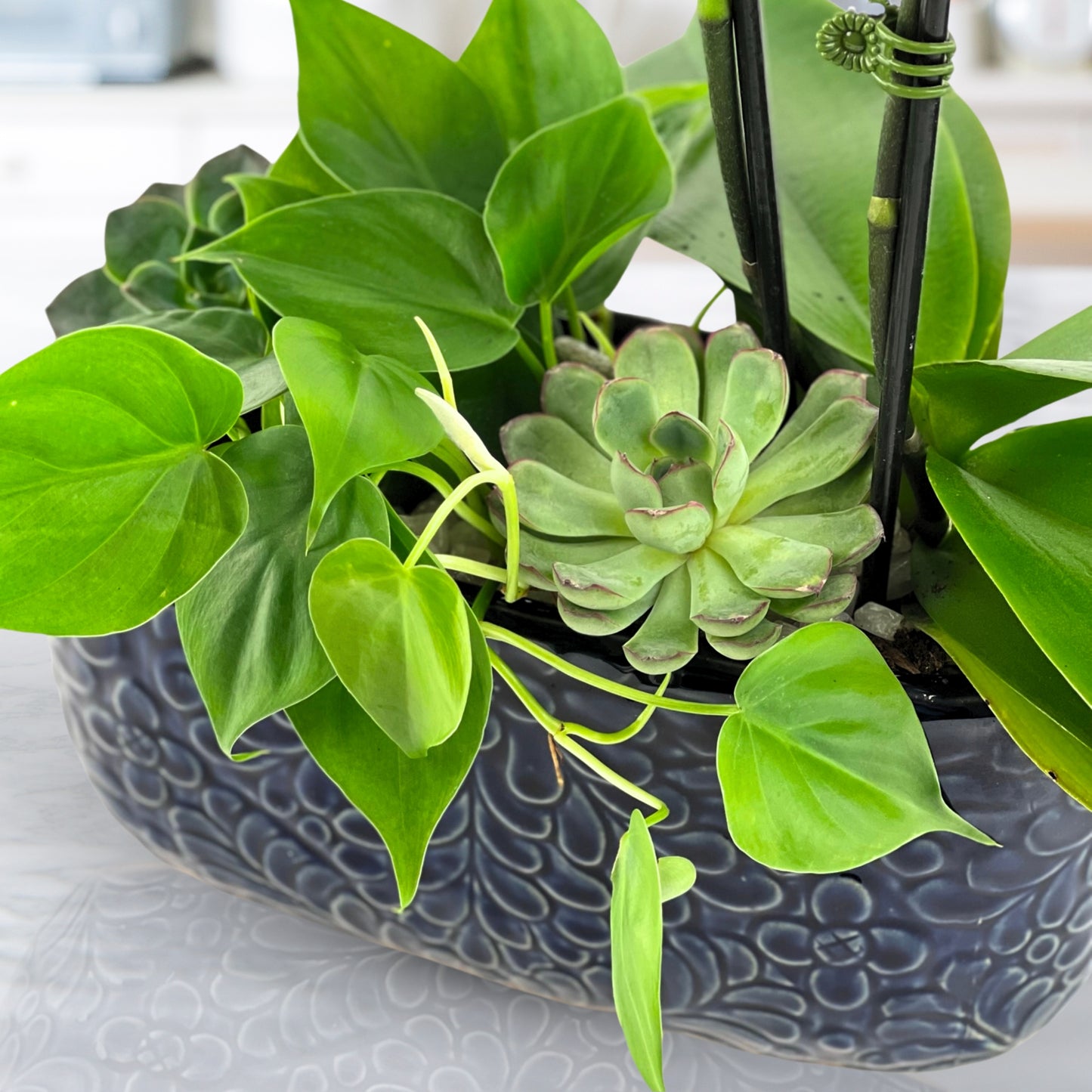 energy amplified - luxury dish garden