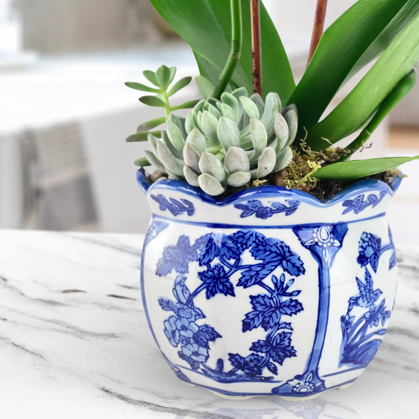 exotic elegance - phalaenopsis plant