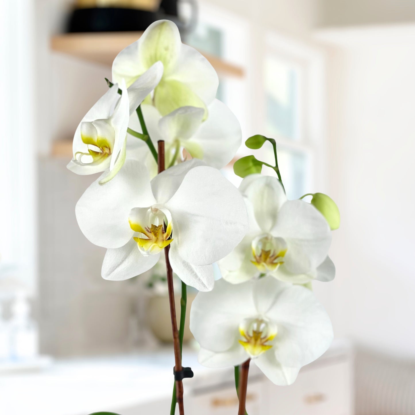 exotic elegance - phalaenopsis plant
