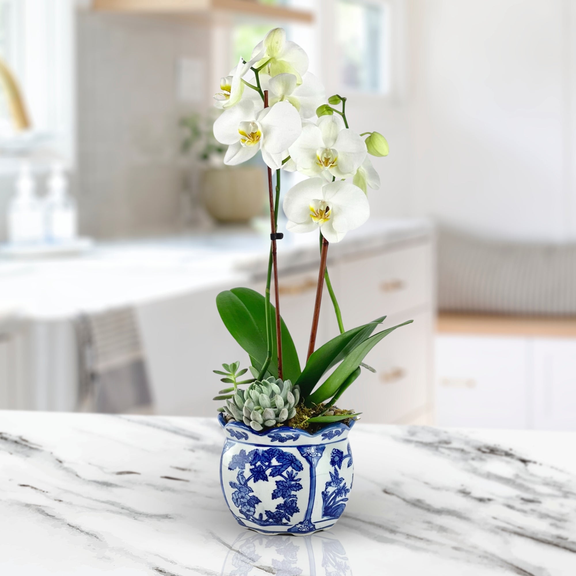orchids house plants Exotic Elegance