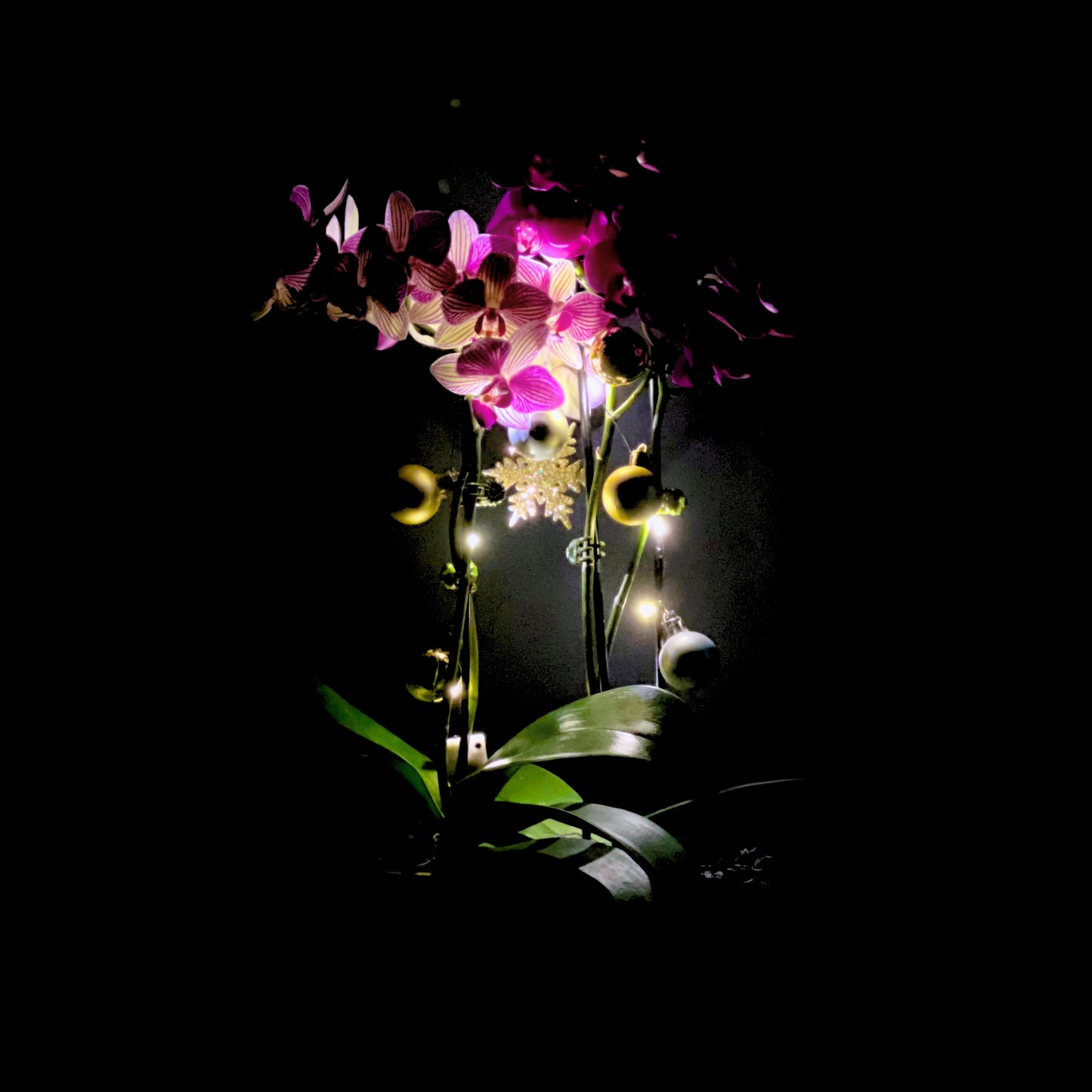 midnight snowfall - phalaenopsis plant