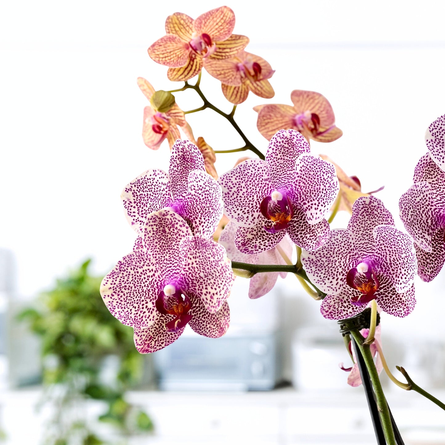 moss & moonlight - luxury phalaenopsis garden