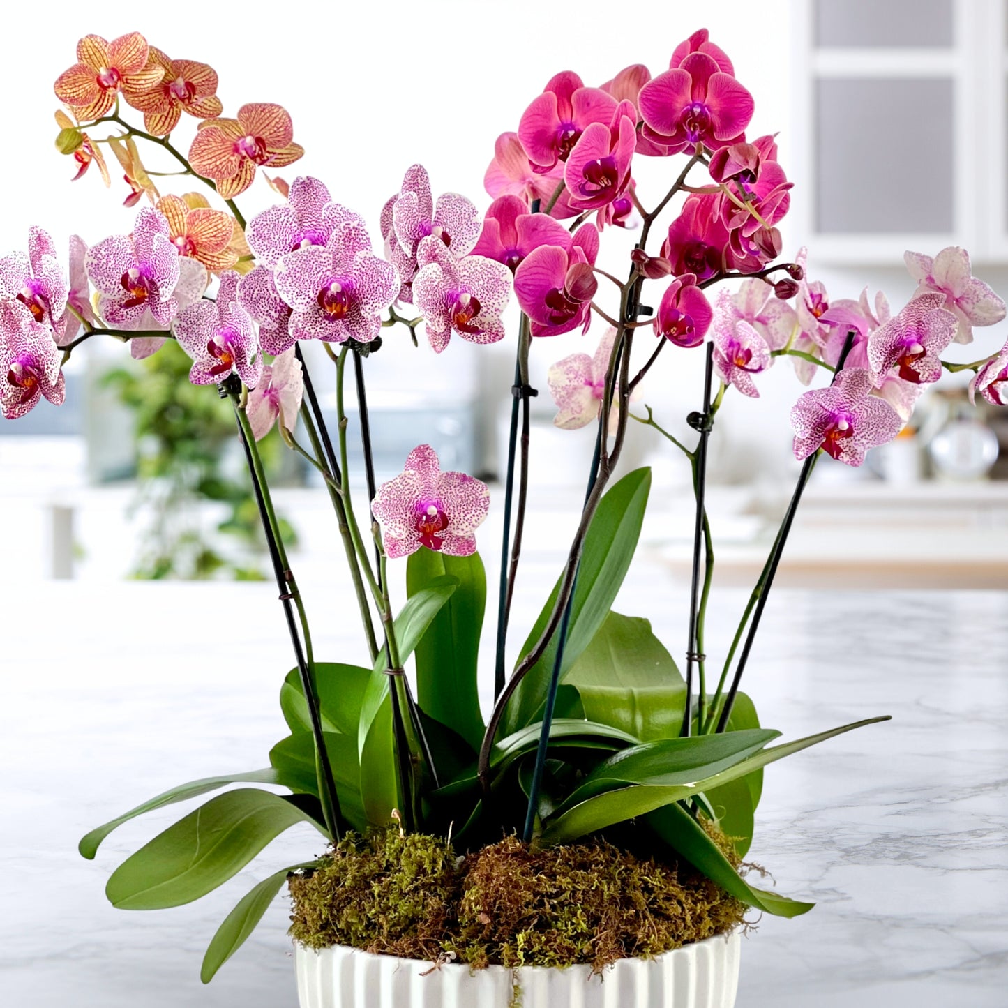 moss & moonlight - luxury phalaenopsis garden