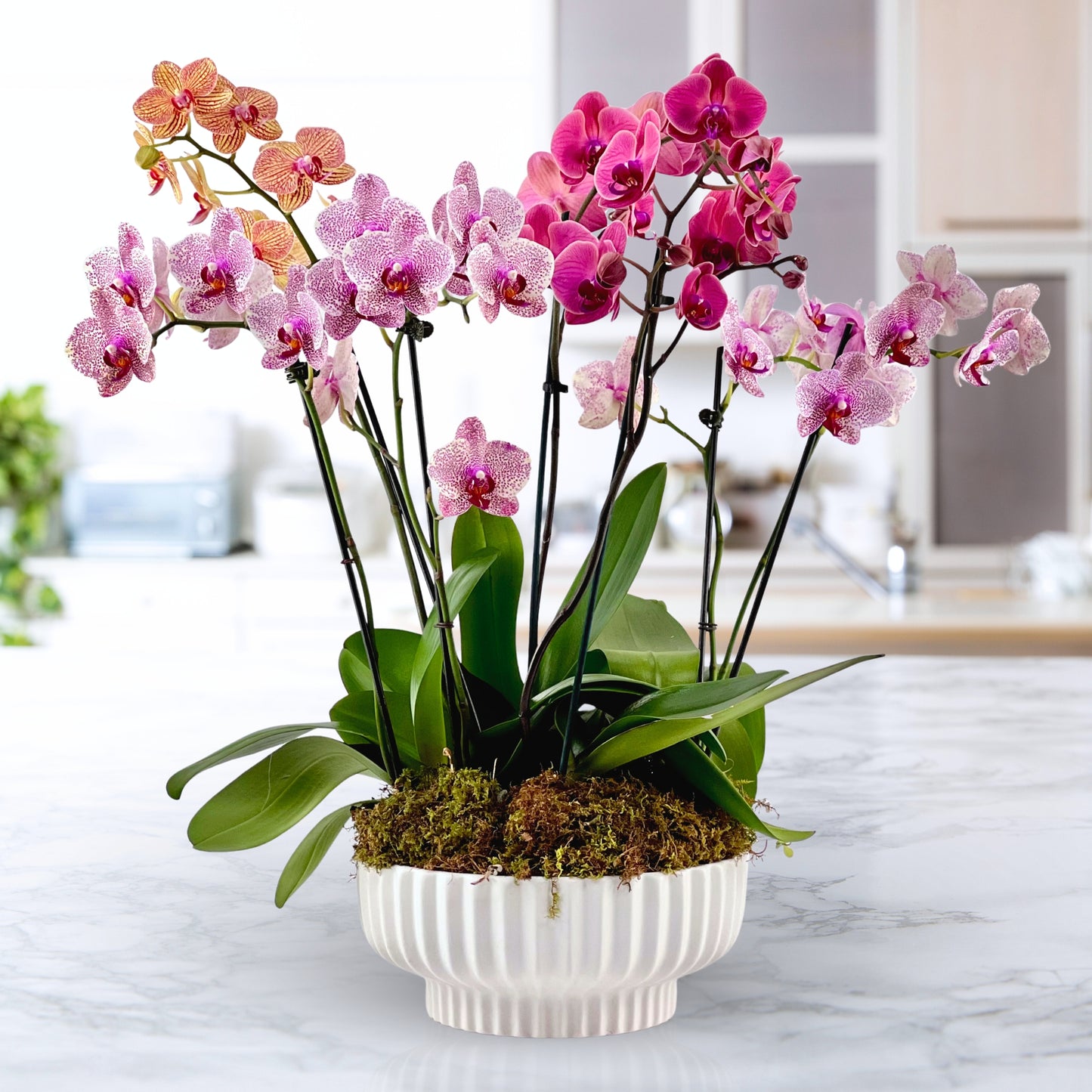 moss & moonlight - luxury phalaenopsis garden