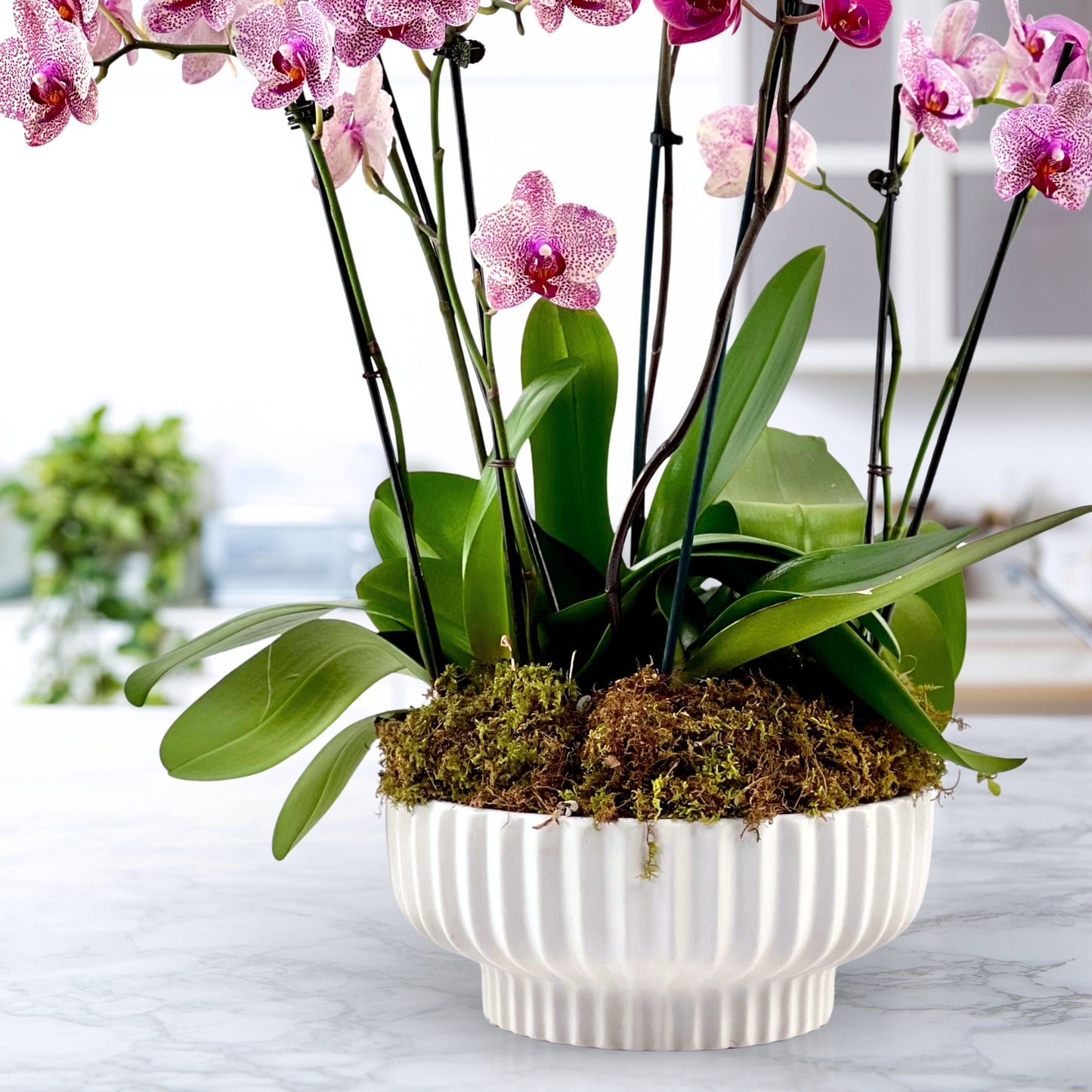 moss & moonlight - luxury phalaenopsis garden