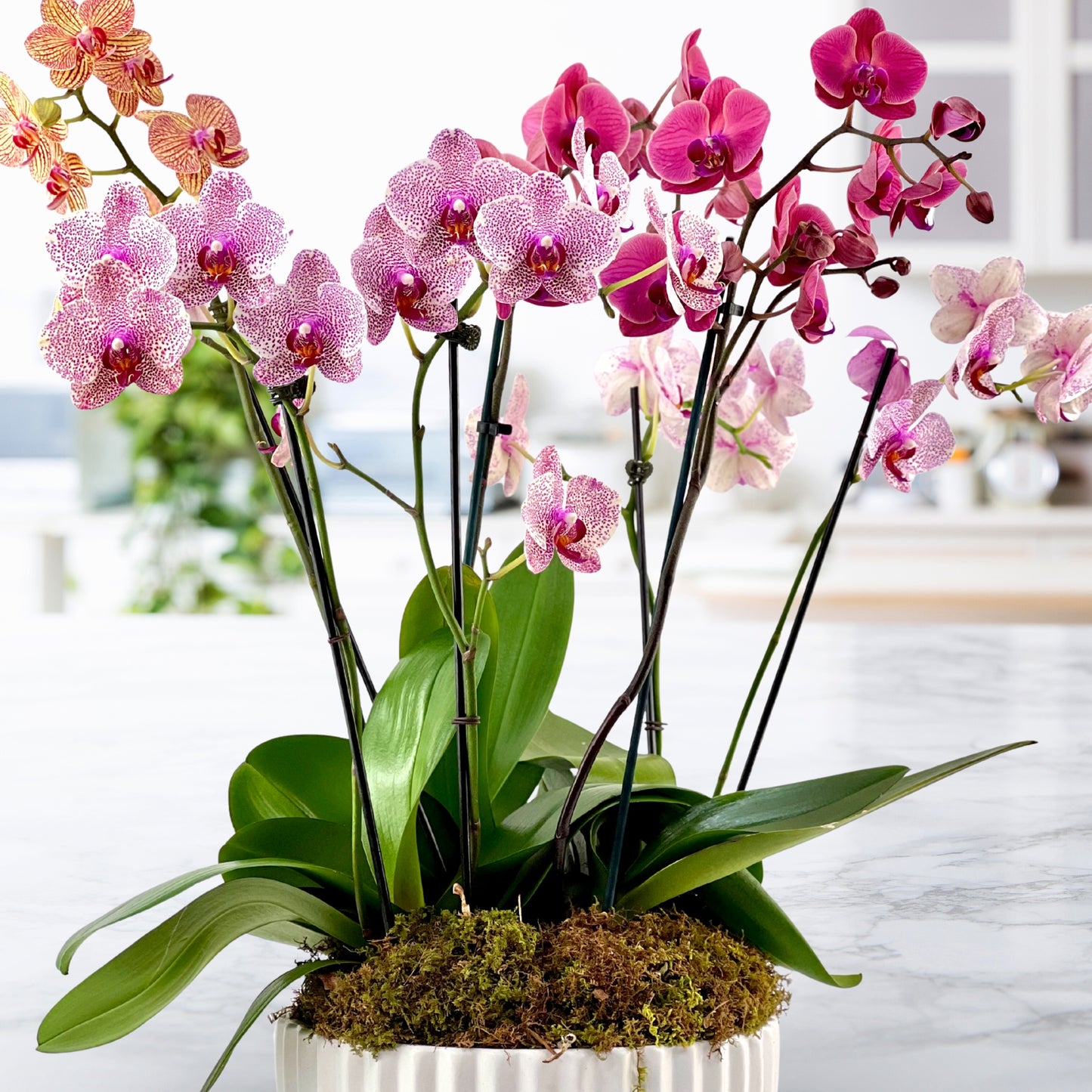 moss & moonlight - luxury phalaenopsis garden