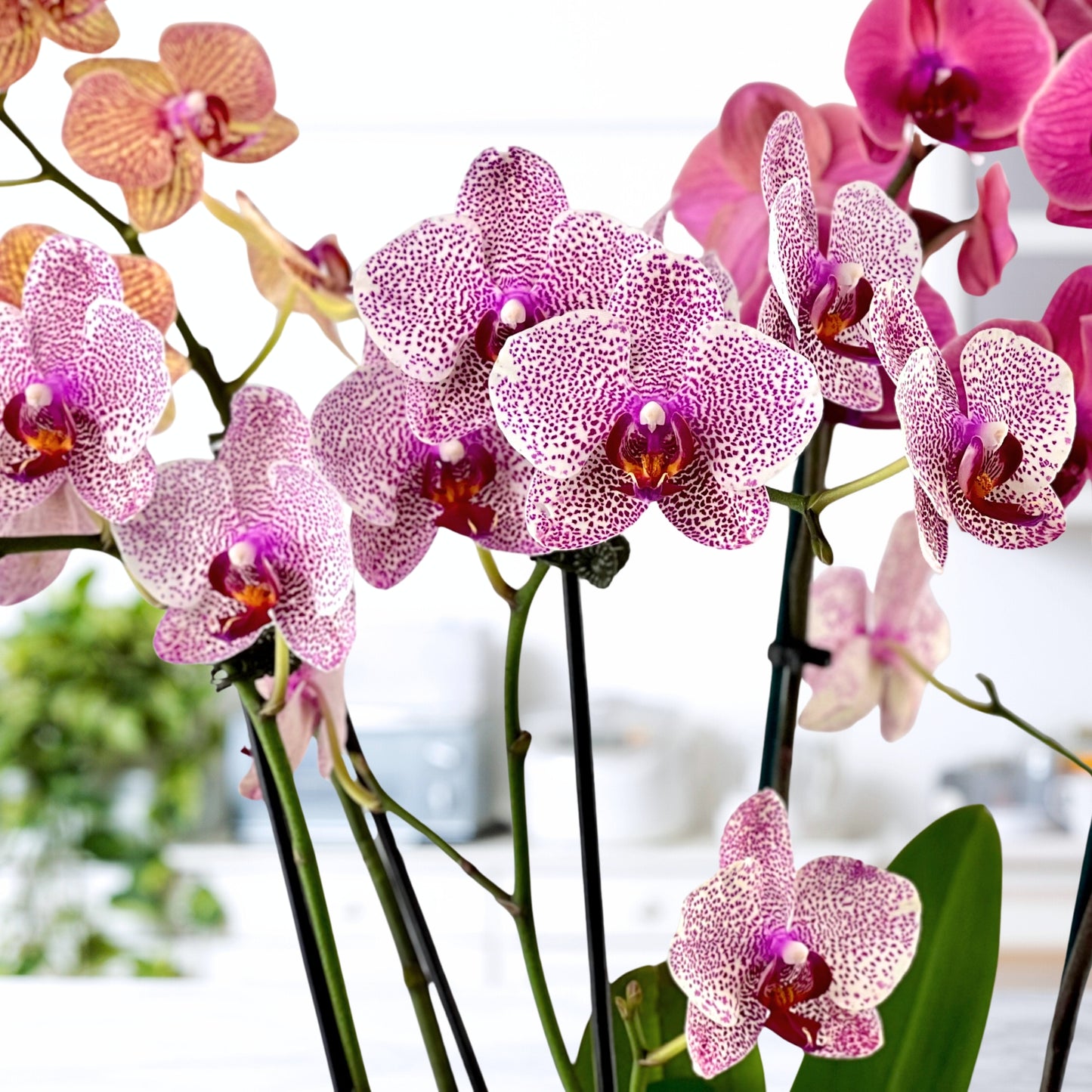moss & moonlight - luxury phalaenopsis garden