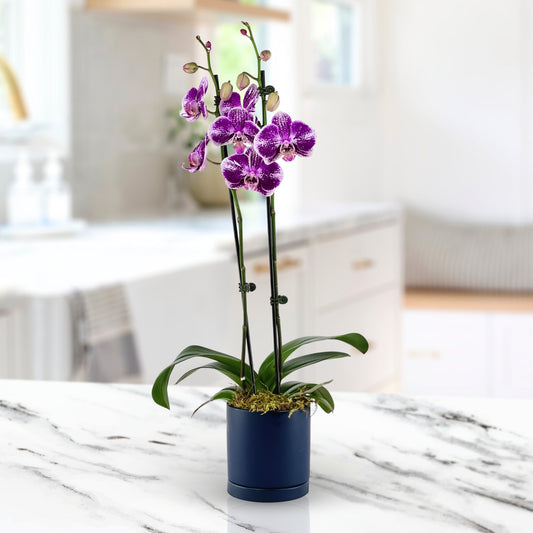 Ocean Breeze - Phalaenopsis Plant