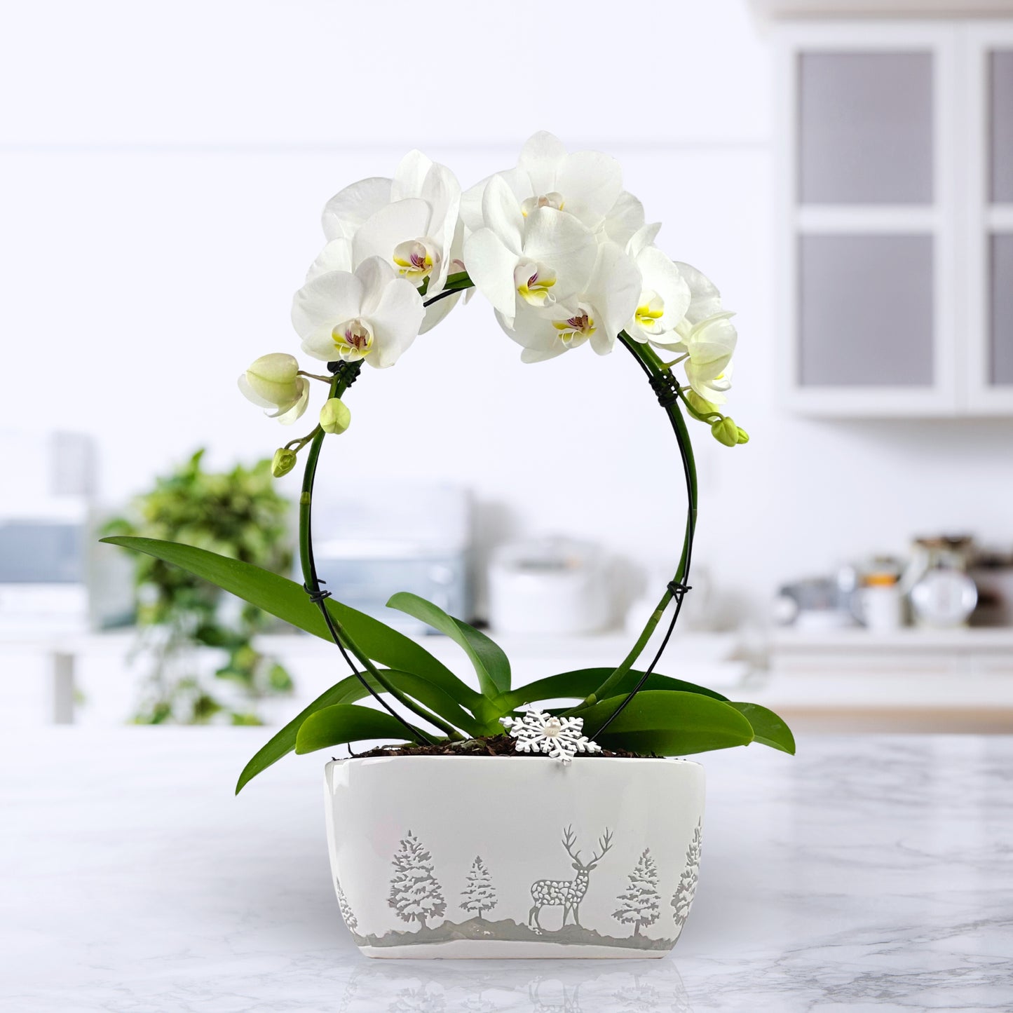 snow place like home - phalaenopsis plant