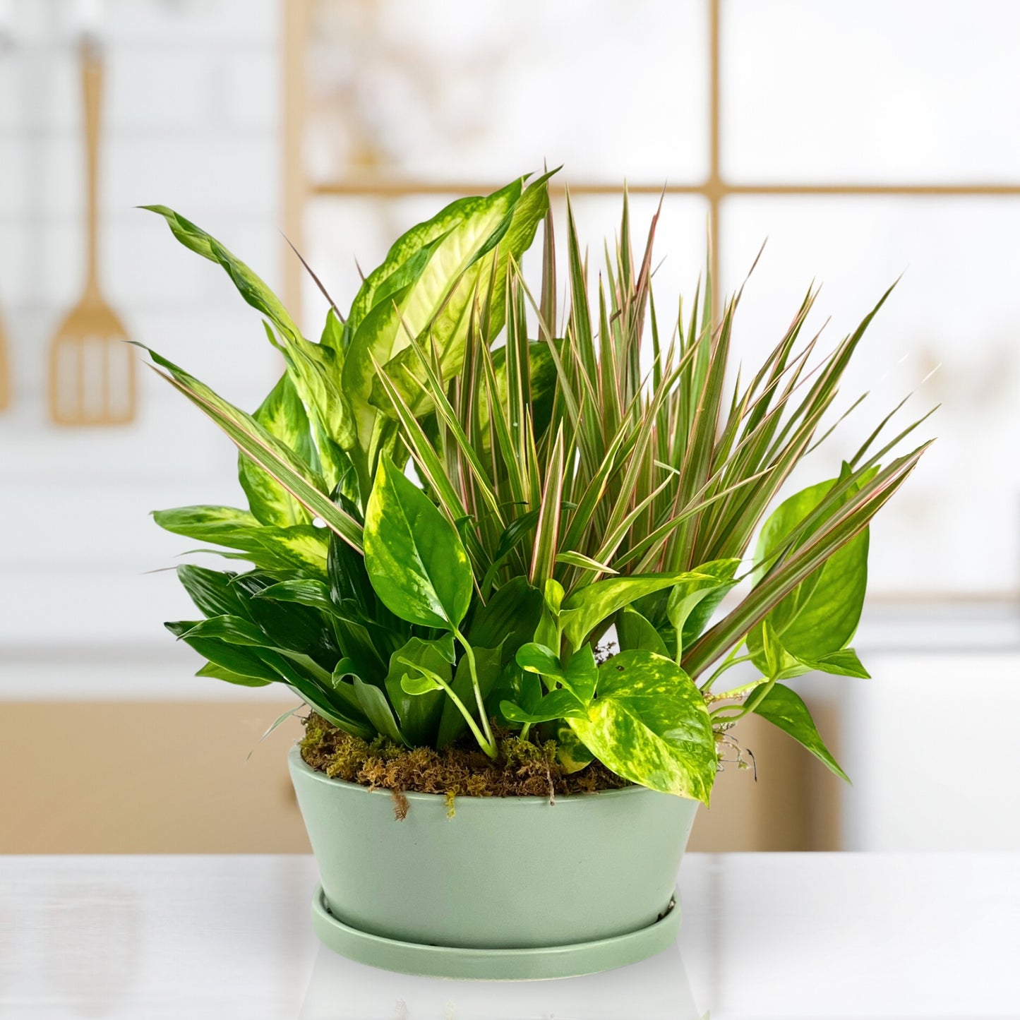 summer breeze dish garden