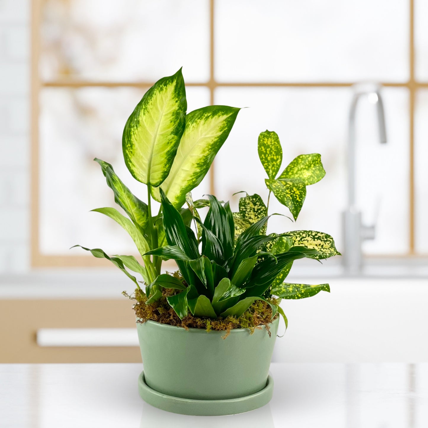 summer breeze dish garden
