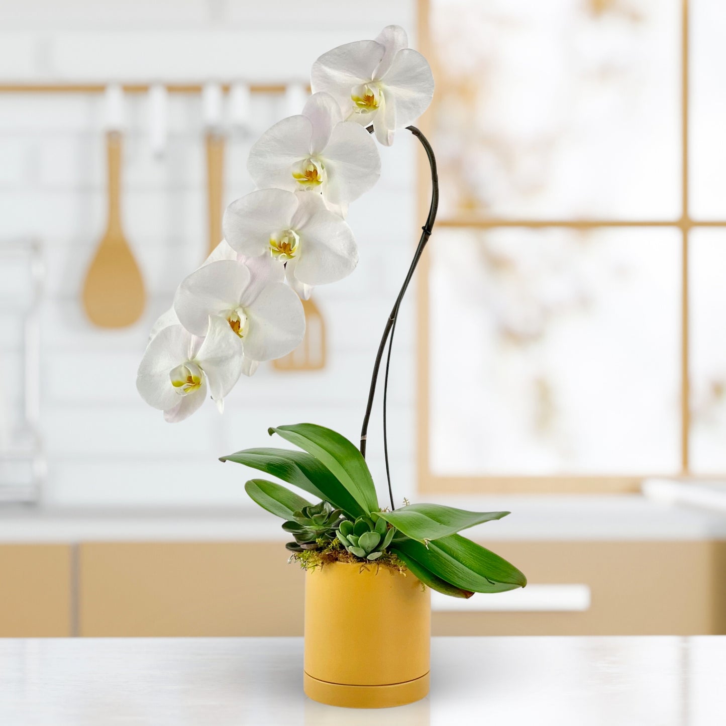 tanglewood - phalaenopsis plant