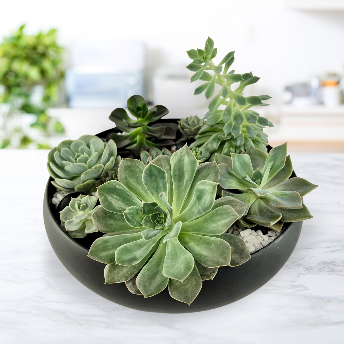 Symbiosis - Succulent Garden