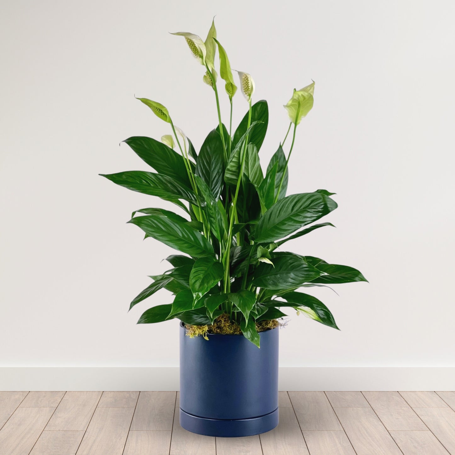 South Riding Spathiphyllum