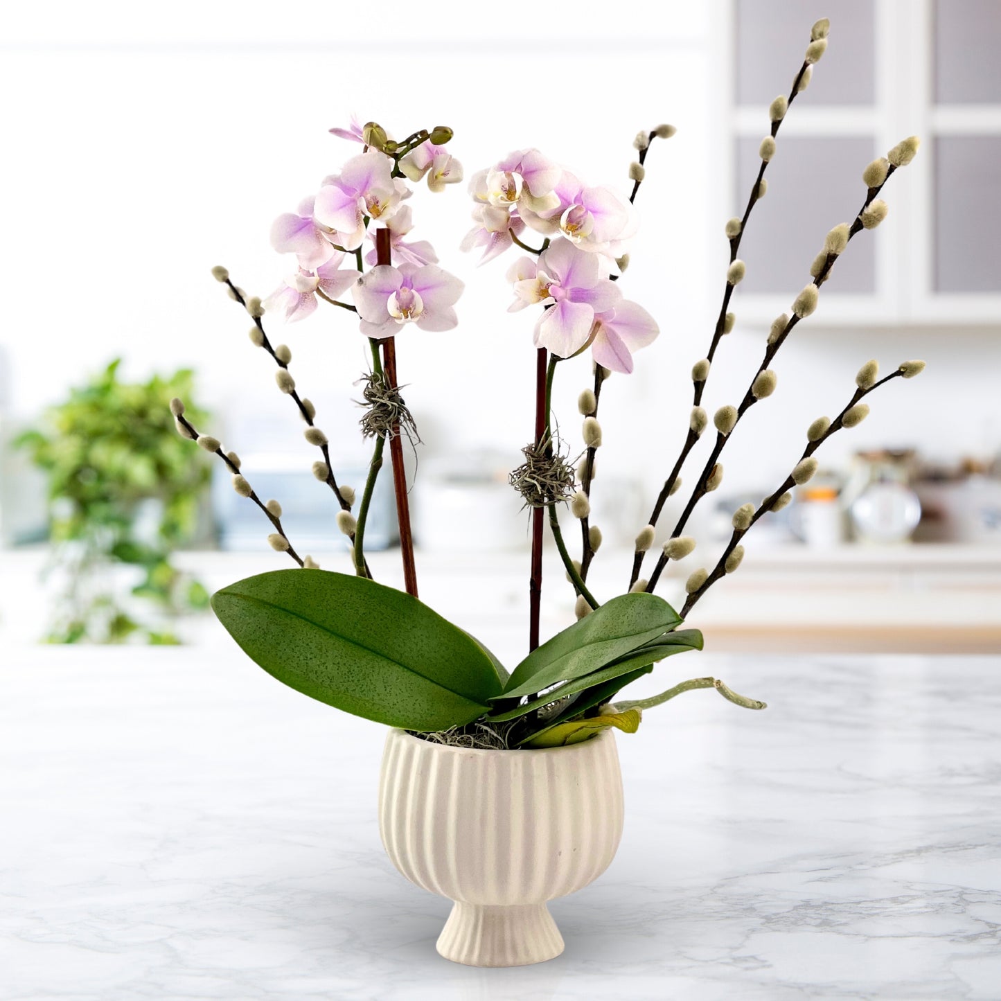 South Riding Sweet Pea - Mini Phalaenopsis Plant