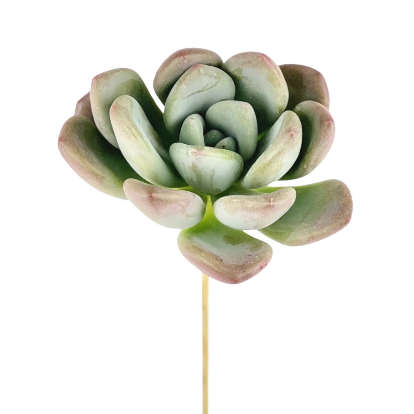 Succulent Pick - Add in Floral Arrangement