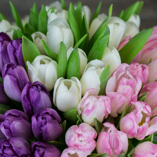 The Tulip Collection