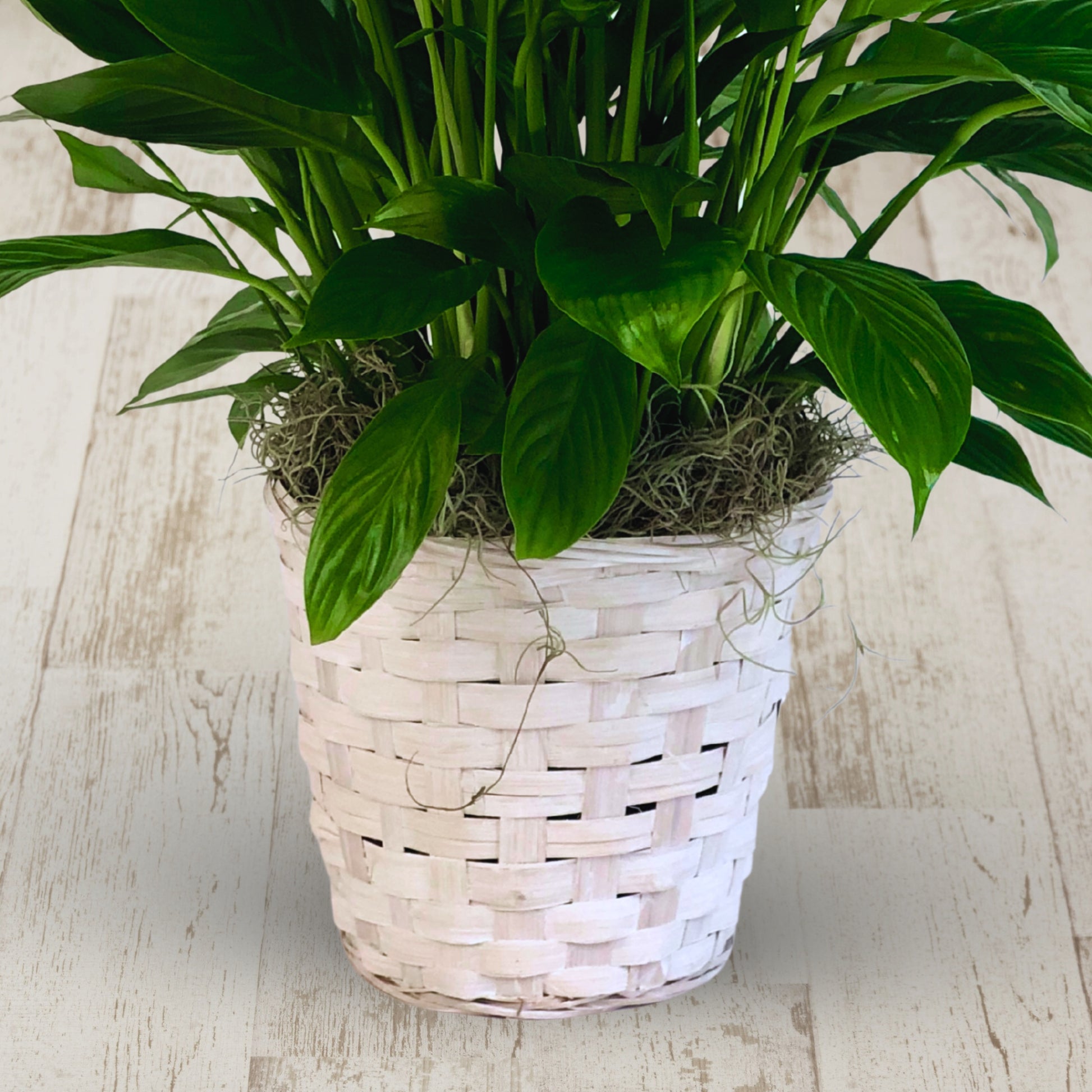 peace lily in basket Peace Lily Plant