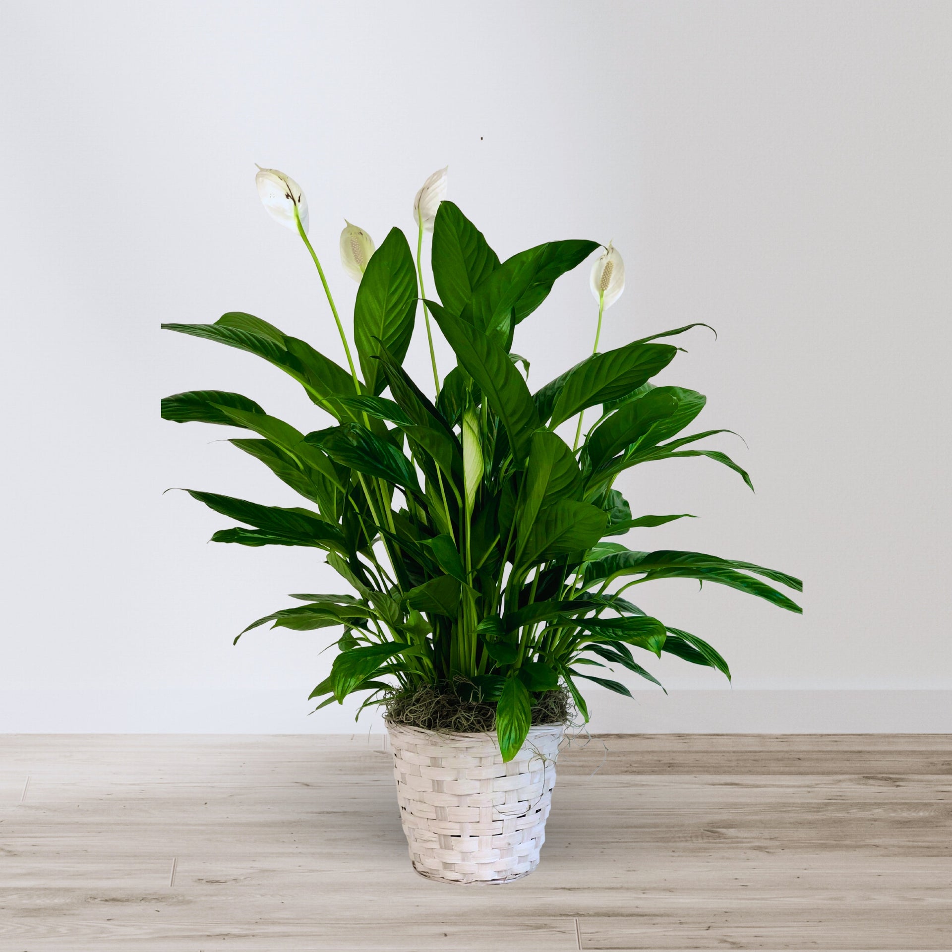 peace lily in a basket Classic Peace Lily Basket – Twinbrook Floral Design