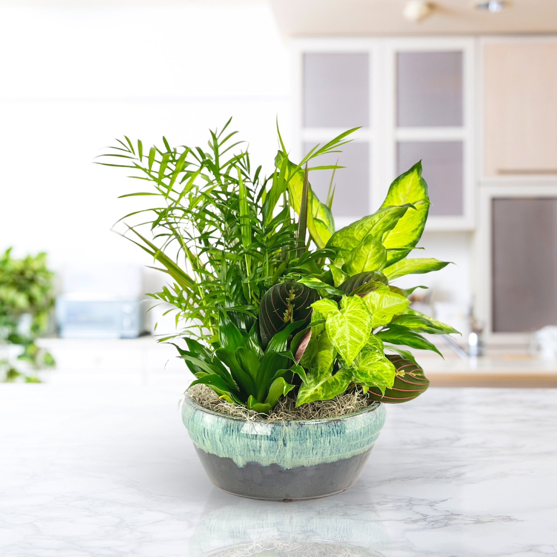 indoor plant dish Flourishing Dish Garden – Twinbrook Floral Design