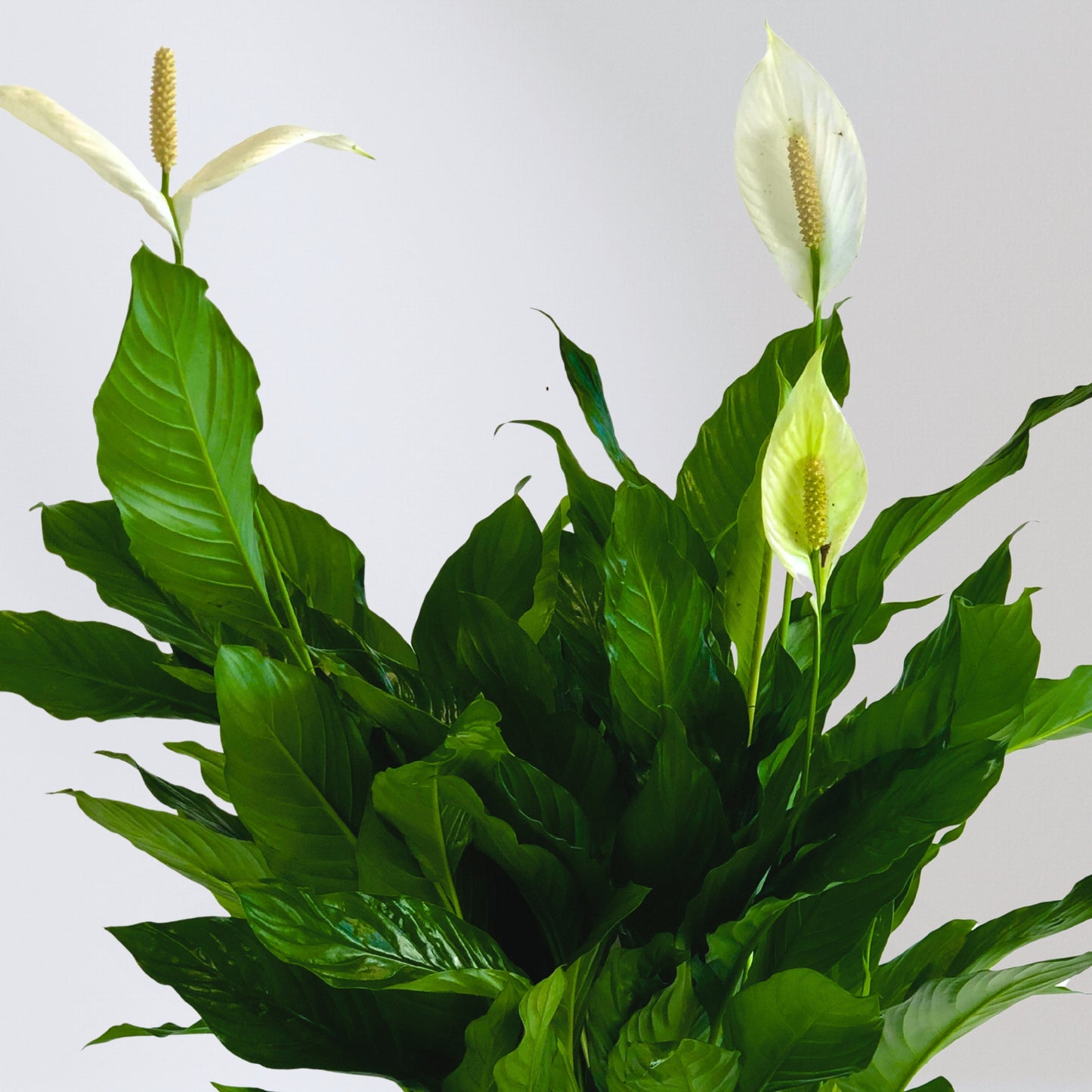 classic peace lily basket