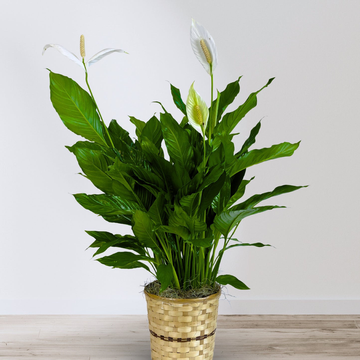 classic peace lily basket