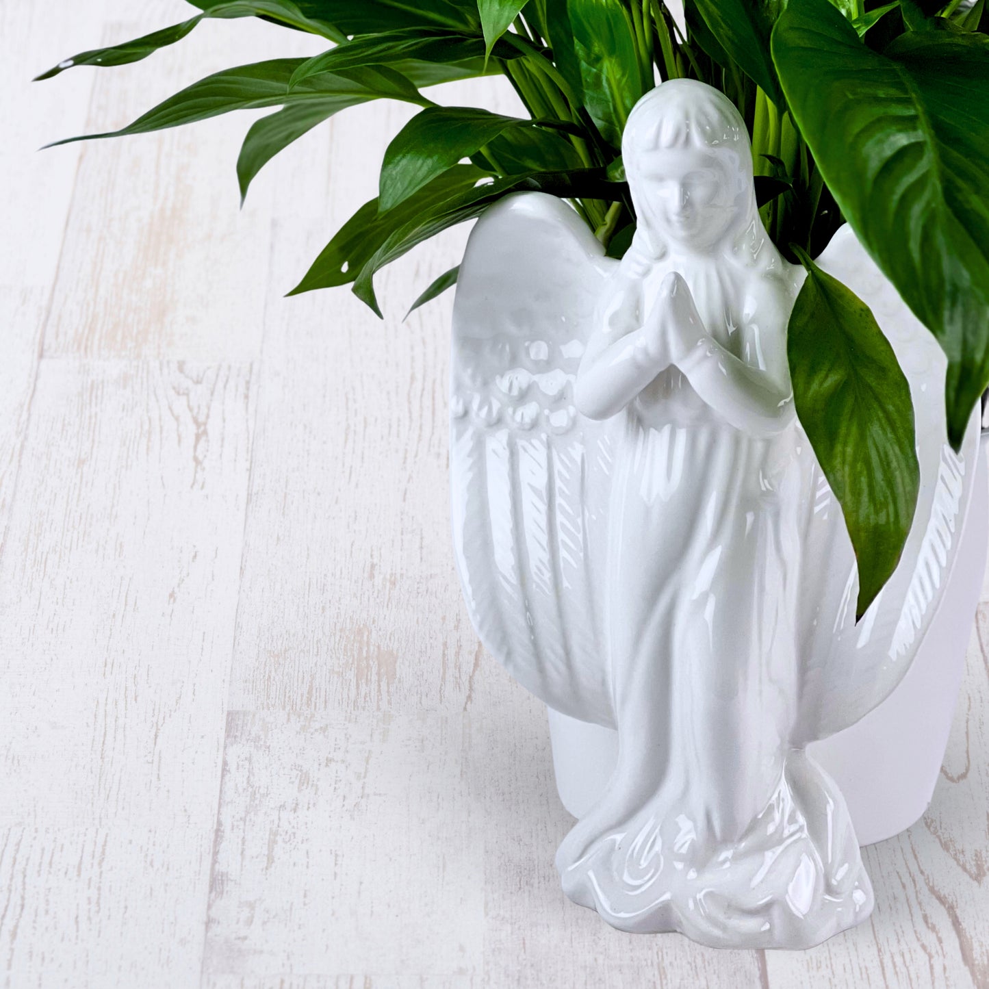 angel's embrace peace lily