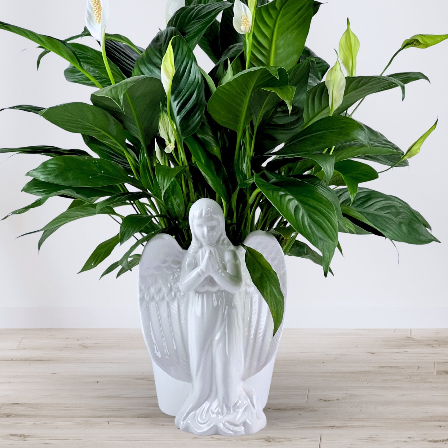 angel's embrace peace lily
