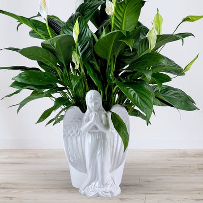 Angel's Embrace Peace Lily