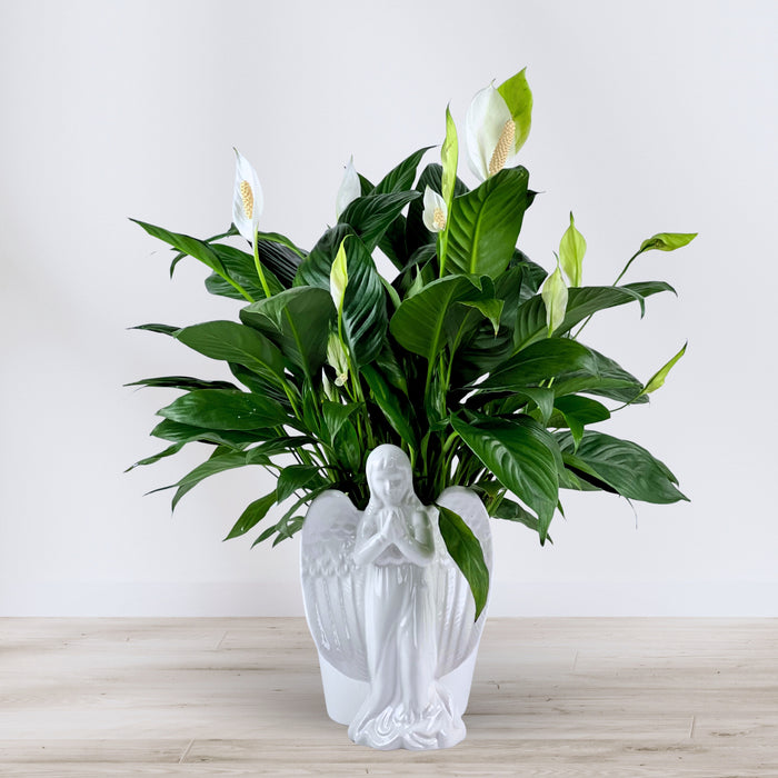 Angel's Embrace Peace Lily from Twinbrook Floral Design