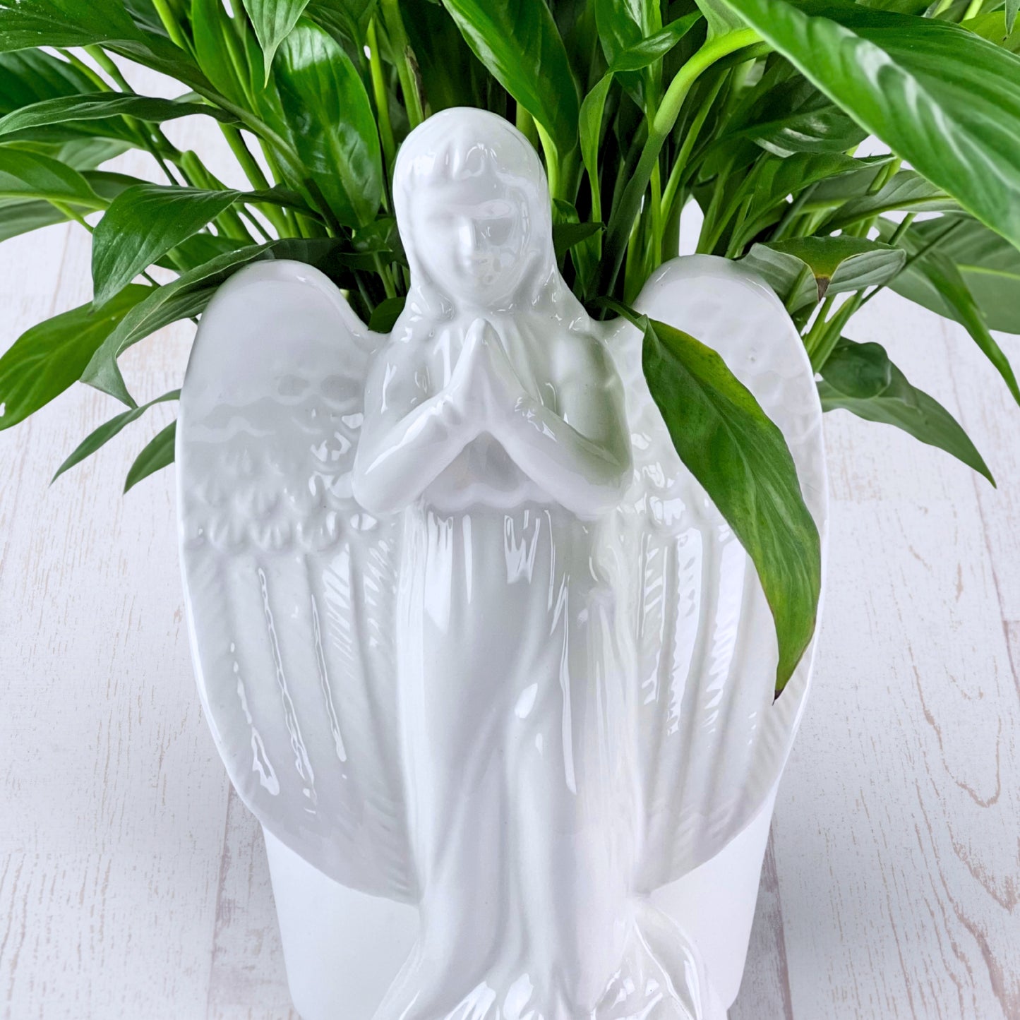 angel's embrace peace lily