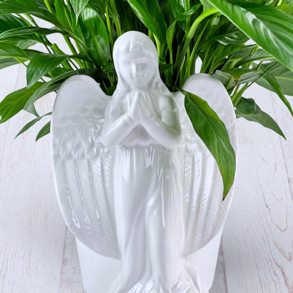Angel's Embrace Peace Lily