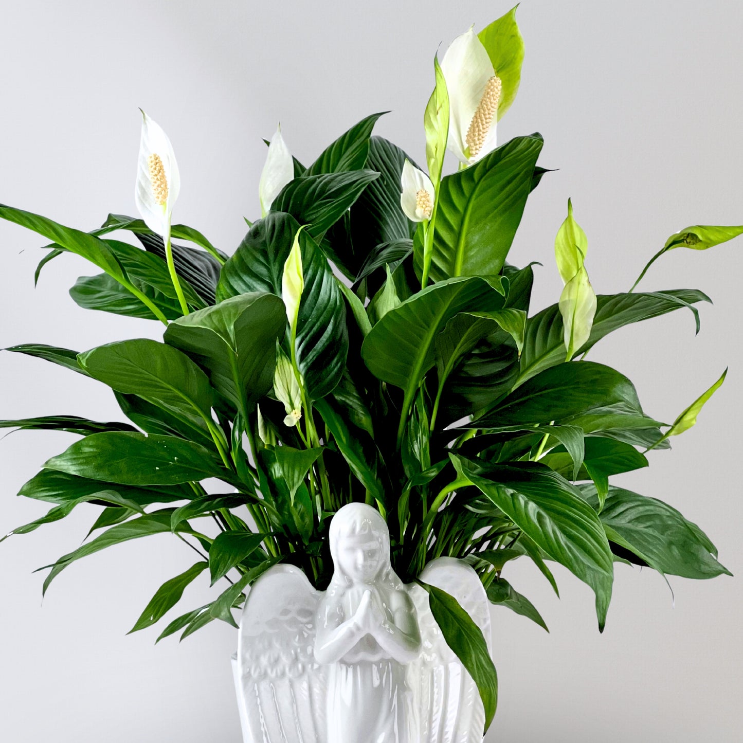 angel's embrace peace lily