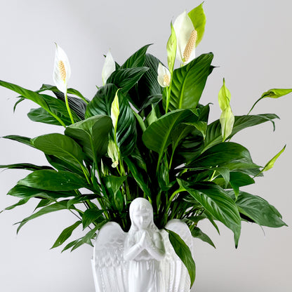Angel's Embrace Peace Lily