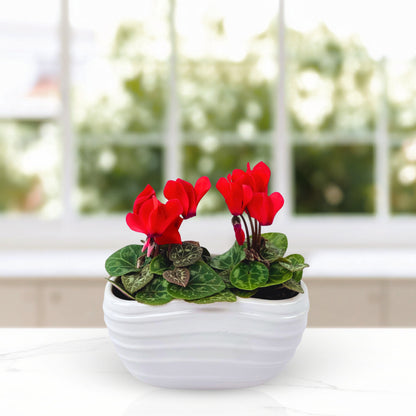 Berry Merry Cyclamen