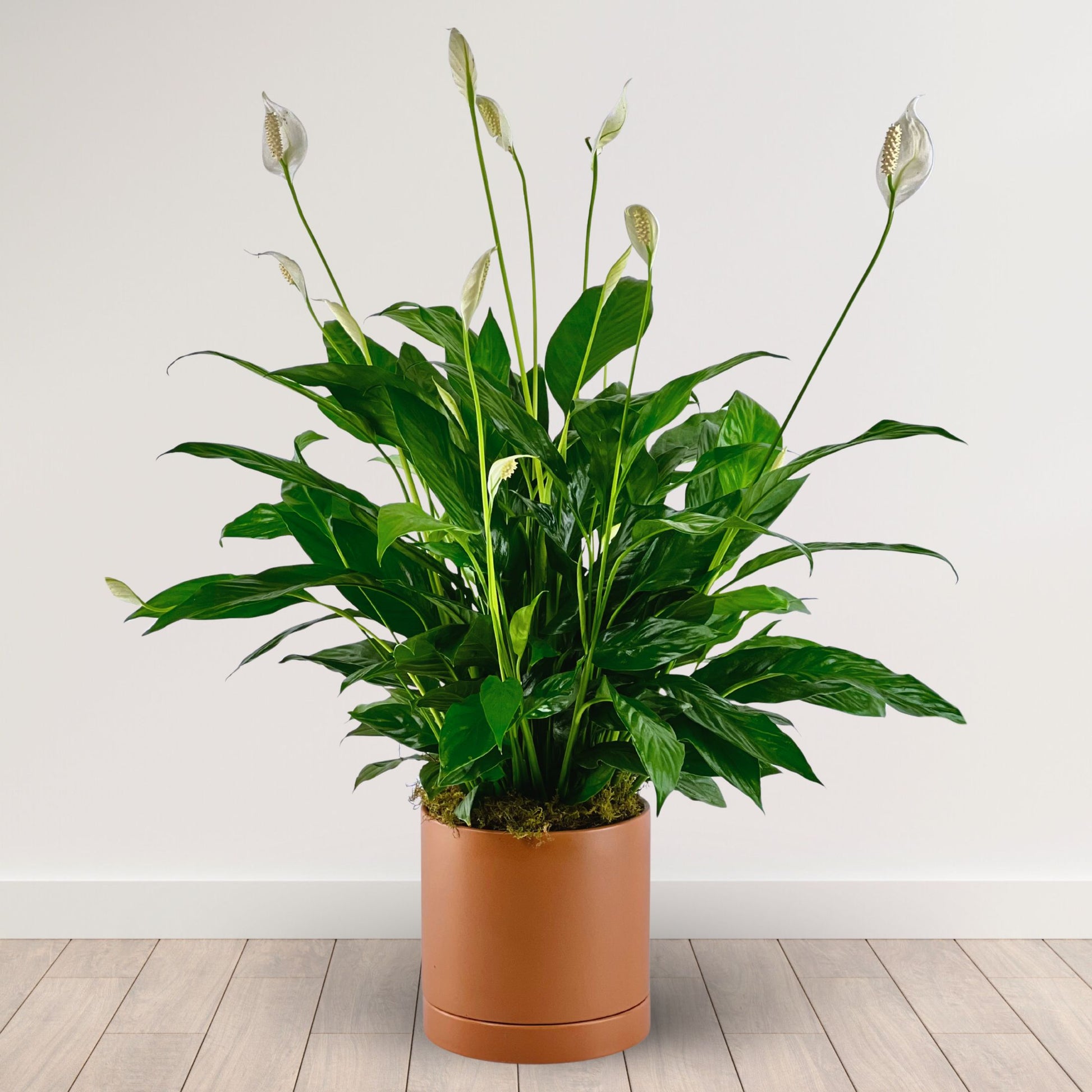 calming peace lily plant Boho Chic Peace Lily – Twinbrook Floral Design