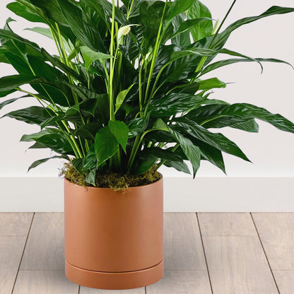 Boho Chic Peace Lily