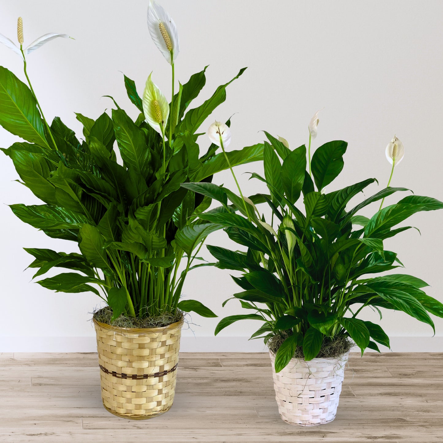 classic peace lily basket