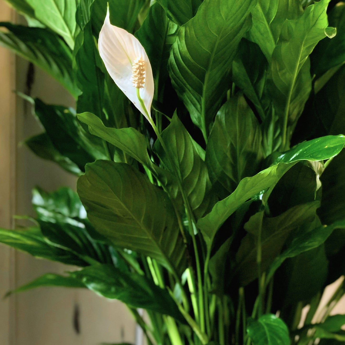 classic peace lily basket