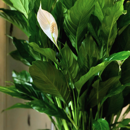 Classic Peace Lily Basket