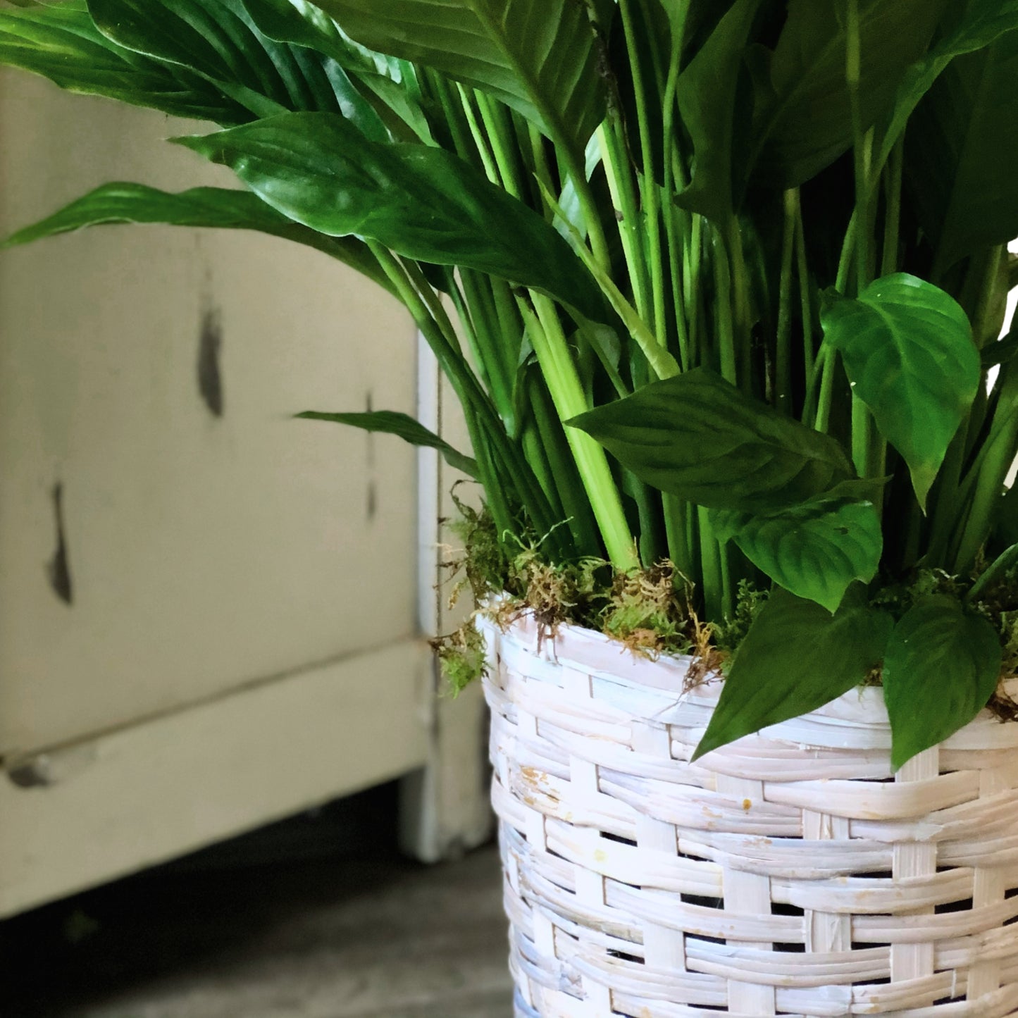 classic peace lily basket