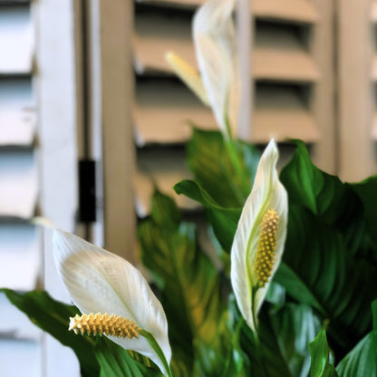 peace lily not white flowers Forget-Me-Not Peace Lily – Twinbrook Floral Design